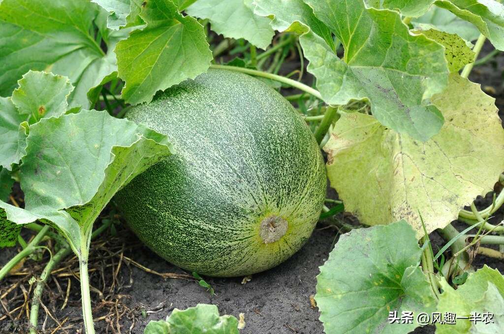 种植丝瓜、南瓜最忌怕哪些施肥方法？如何施肥才高产