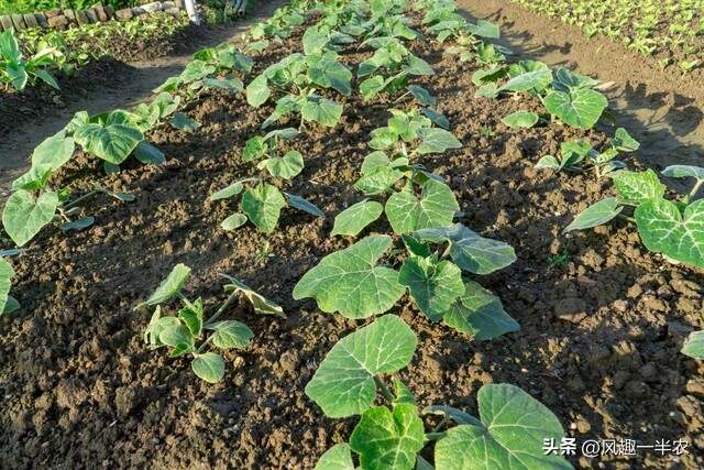 种植丝瓜、南瓜最忌怕哪些施肥方法？如何施肥才高产