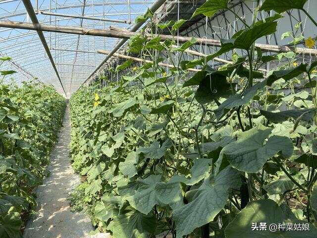 文章图片5