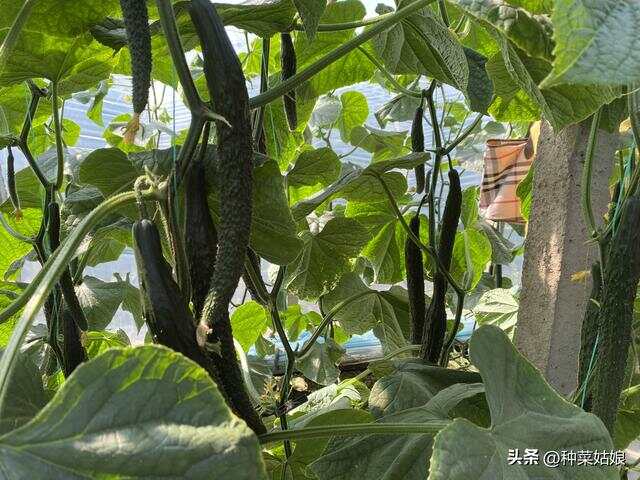 文章图片3